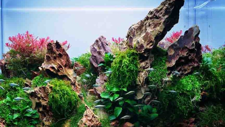 Dragon Stone Aquarium: Creating Unique Underwater Landscapes