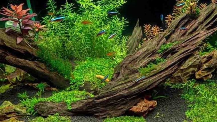 7+ Step How to Prepare Driftwood for an Aquarium