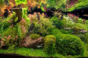 Large Driftwood for Aquarium